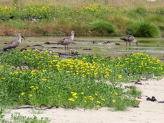Bostrychia hagedash hagedash
