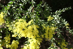 Acacia vestita