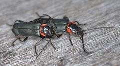 Chauliognathus magellanicus