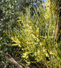 Acacia mucronata longifolia