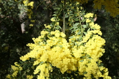 Acacia vestita