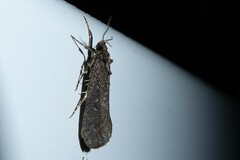 Atomotricha