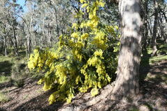 Acacia vestita