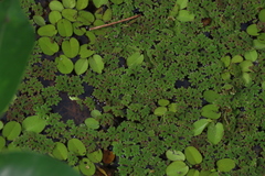 Azolla