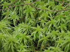 Sphagnum girgensohnii