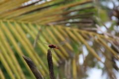 Urothemis signata