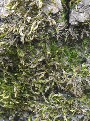 Rhynchostegium riparioides