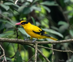 Oriolus chinensis