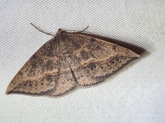 Taxeotis perlinearia