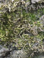 Rhynchostegium riparioides