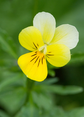 Bracteolatae