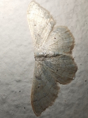 Idaea straminata