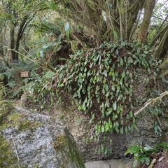 Pyrrosia eleagnifolia