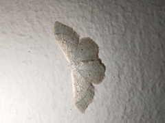 Idaea straminata