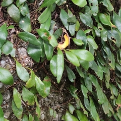 Pyrrosia eleagnifolia