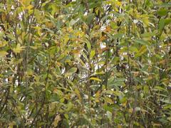 Phylloscopus collybita