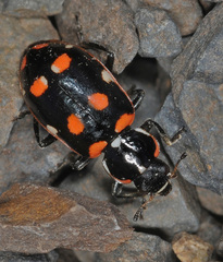 Eriopis magellanica