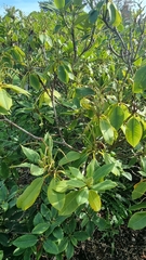 Rhododendron