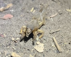 Gryllotalpa africana