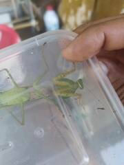 Rhombodera valida