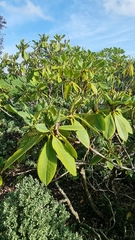 Rhododendron