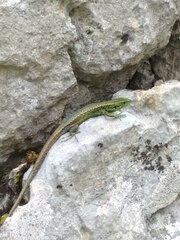 Iberolacerta monticola