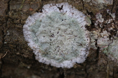 Cryptothecia striata