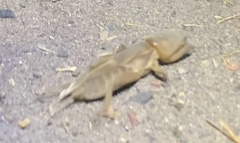 Gryllotalpa africana