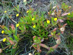 Cotula coronopifolia