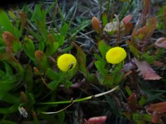 Cotula coronopifolia