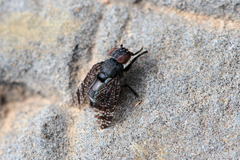 Platystoma