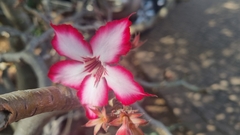 Adenium multiflorum