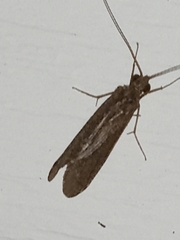 Polycentropodidae