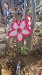 Adenium multiflorum