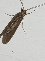 Polycentropodidae
