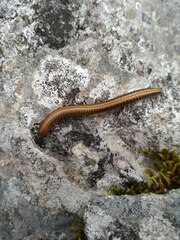 Ommatoiulus sabulosus