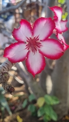 Adenium multiflorum
