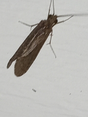 Polycentropodidae