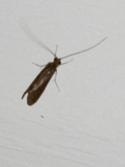 Polycentropodidae