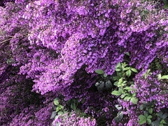 Prostanthera