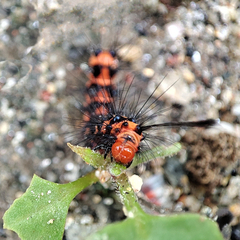 Nyctemera lacticinia