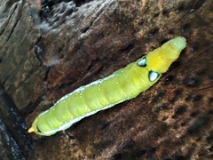 Daphnis nerii