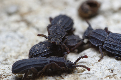 Representative image of Adelostoma