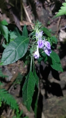 Rungia taiwanensis