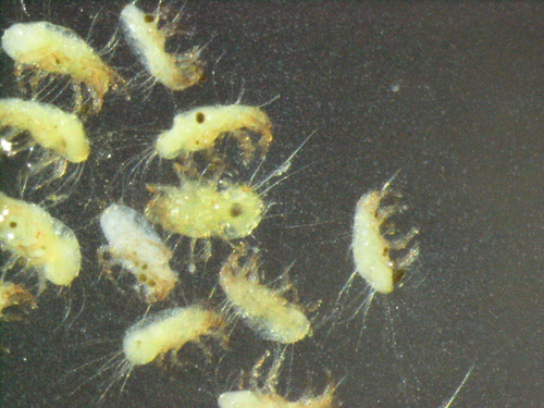 Glycyphagidae