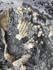 Notobalanus vestitus