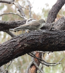 Cormobates leucophaea