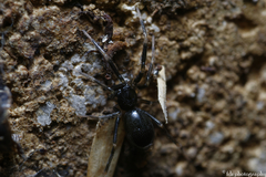 Liophrurillus flavitarsis