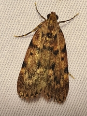 Mimaglossa nauplialis