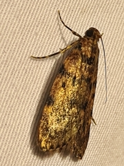 Mimaglossa nauplialis